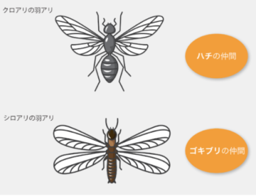 羽アリを見たら要注意！これってシロアリ？？ アイチャッチ