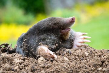 水道のバルブから土があふれる？犯人は〇〇ラ アイチャッチ