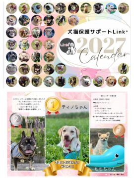 人気投票NO.1！ティノちゃん、元仮親さんとの再会 アイチャッチ
